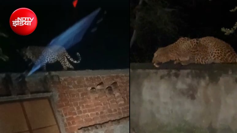 खोह नागोरियान में पैंथर की दस्तक से दहशत; वायरल VIDEO के बाद बढ़ी चिंता, ग्रामीणों ने उठाई ये मांग