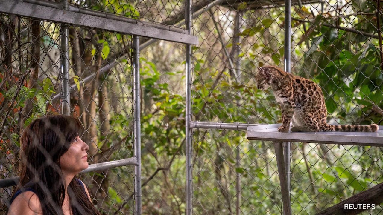 How Experts Identified New Wild Cat Species, The First In Over A Century