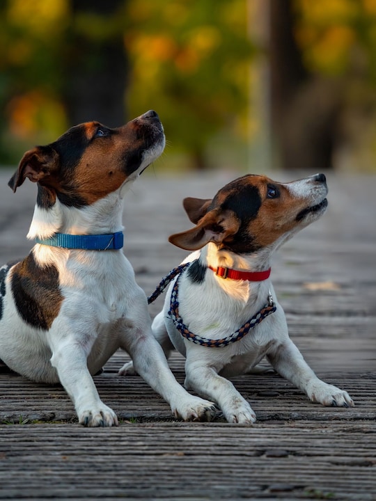 8 Types Of Dog Collars