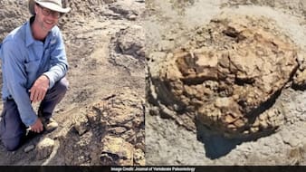 High School Teacher Discovers First-Ever Adult T. Rex Trackway In US
