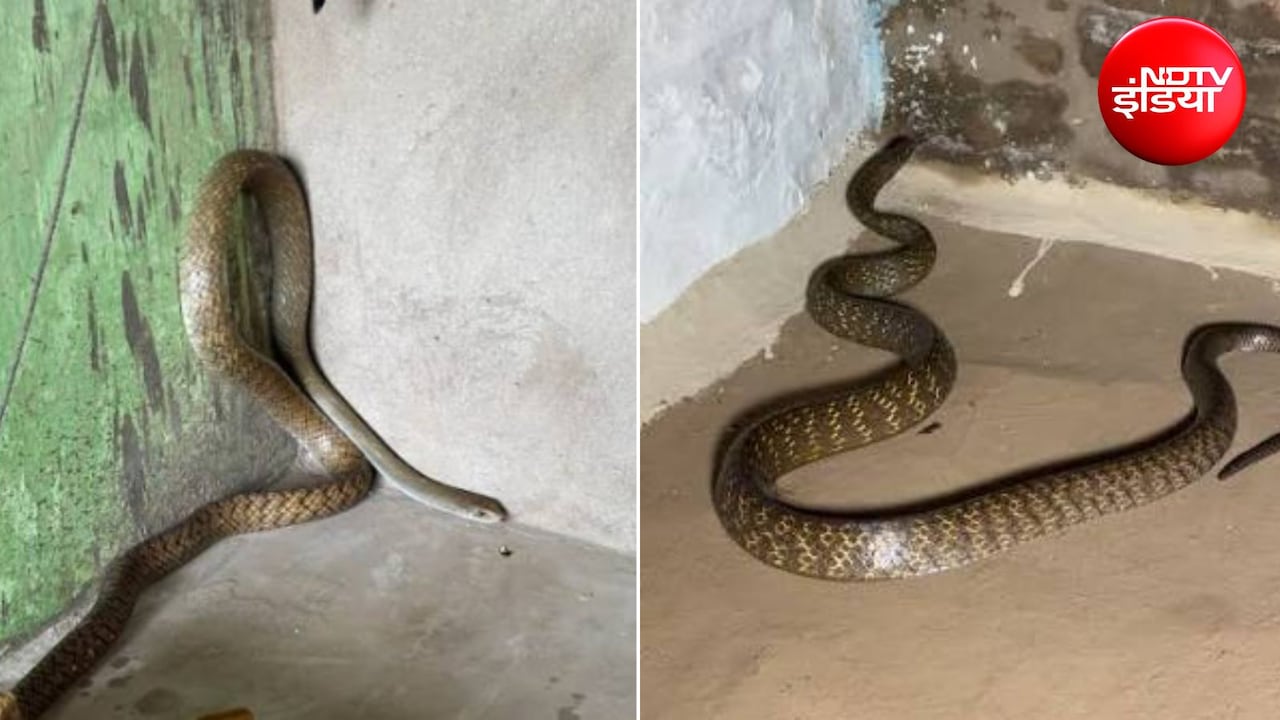 घर से आने वाली इन 4 चीजों की गंध से खींचे चले आते हैं सांप, आज ही कर दें साफ