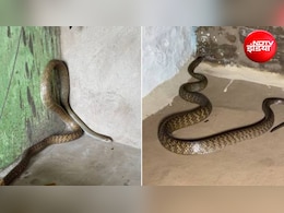 घर से आने वाली इन 4 चीजों की गंध से खींचे चले आते हैं सांप, आज ही कर दें साफ