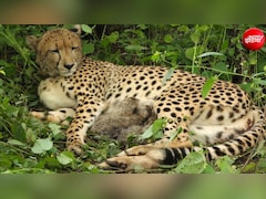 कूनो में जन्‍मे 4 शावक, KGP 12 दूसरी भारतीय मादा चीता जो बनी मां, 4 साल पूरे होने पर देश को तोहफा 