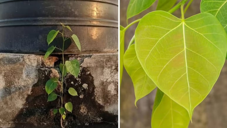 बालकनी और छत पर उग गया पीपल का पौधा, बिना काटे जड़ से खत्म करने के लिए अपनाएं ये 5 तरीके