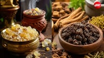 लोबान और गुग्गुल में क्या अंतर है? जानें आयुर्वेद में क्यों हैं ये दोनों जड़ी-बूटियां खास