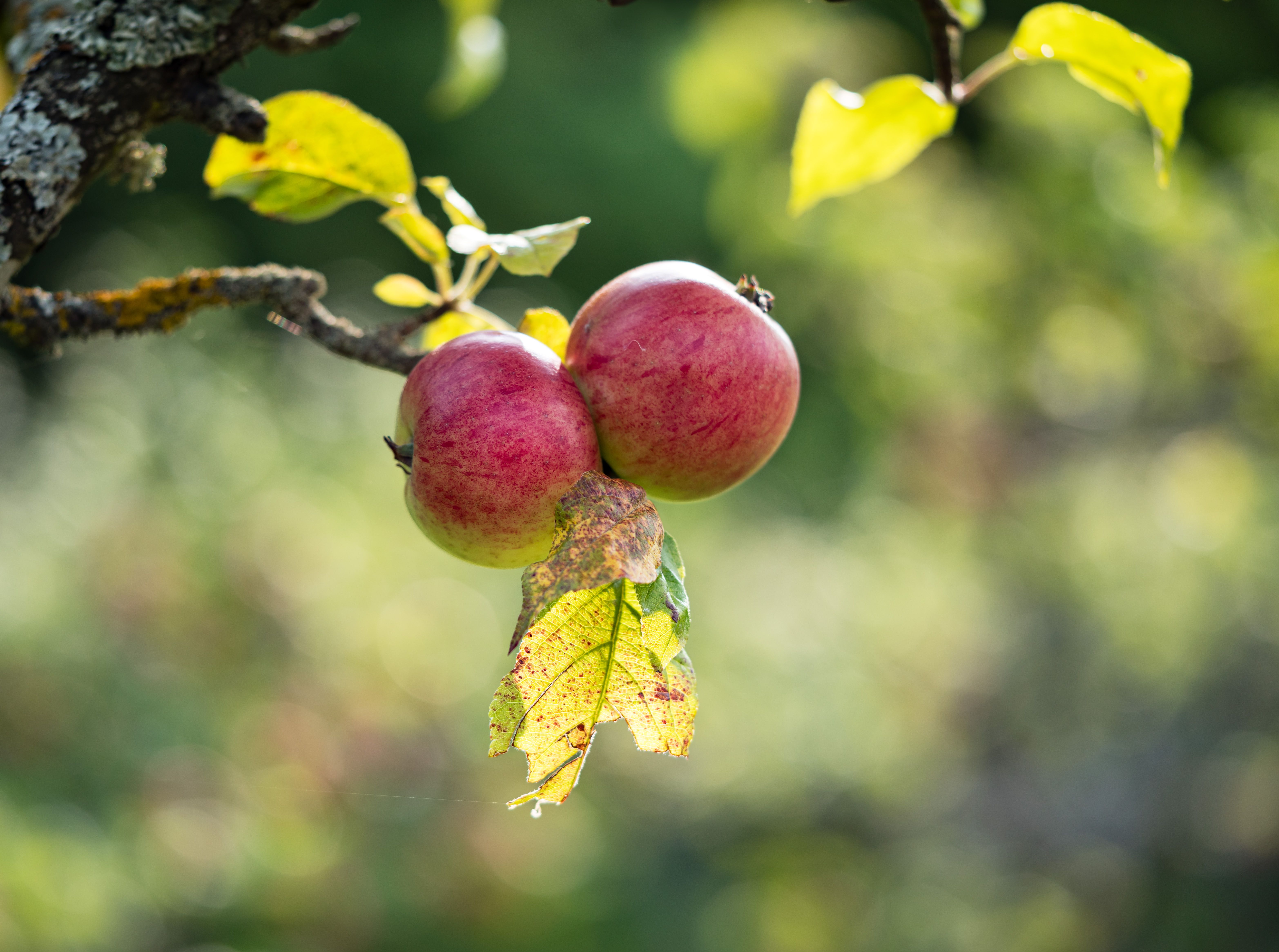 How To Buy Sweet Apples: 5 Simple Tips To Pick The Right One