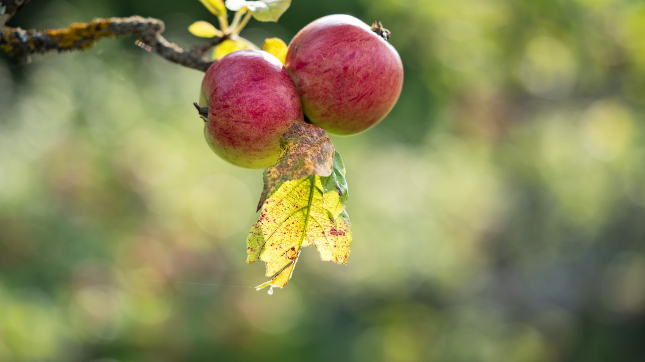 How To Buy Sweet Apples: 5 Simple Tips To Pick The Right One