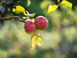 How To Buy Sweet Apples: 5 Simple Tips To Pick The Right One