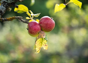 How To Buy Sweet Apples: 5 Simple Tips To Pick The Right One