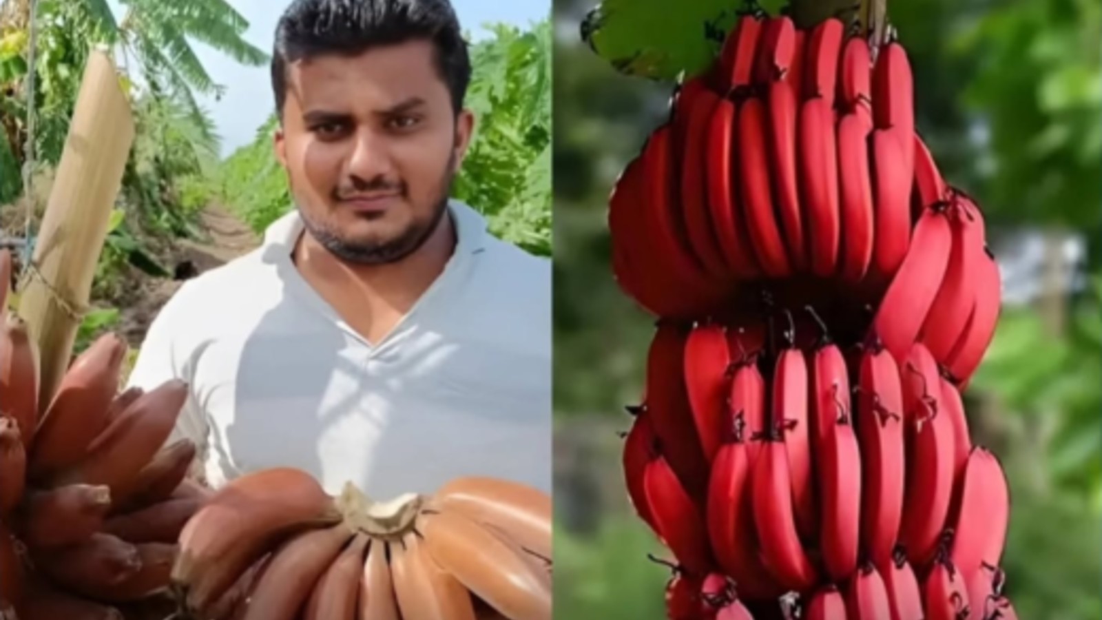Civil Engineer Turns Farmer, Earns Rs 35 Lakh From 4 Acres Of Red Bananas