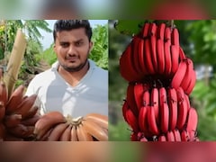 Civil Engineer Turns Farmer, Earns Rs 35 Lakh From 4 Acres Of Red Bananas