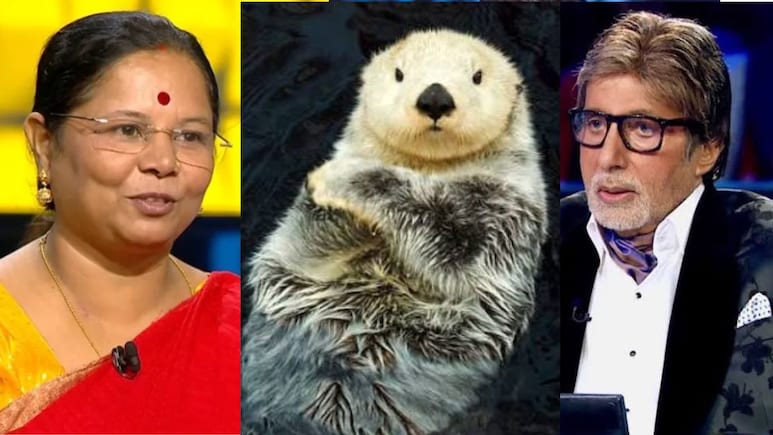 KBC 18 में समुद्री ऊदबिलाव को लेकर पूछा गया 12 लाख का सवाल, चूक गई स्कूल की प्रिंसिपल, गलत जवाब और घर लेकर गईं 5 लाख