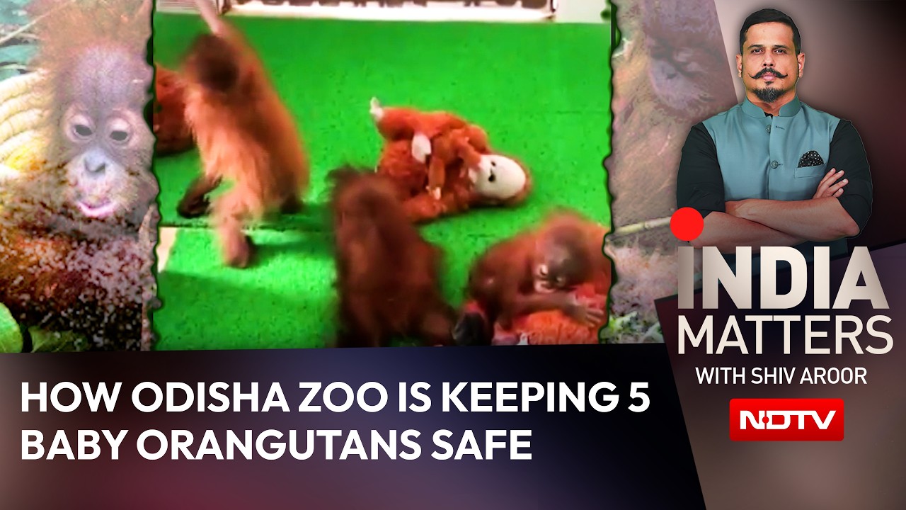 5 Baby Orangutans In Odisha: How The Zoo Is Keeping Them Safe And Stress-Free