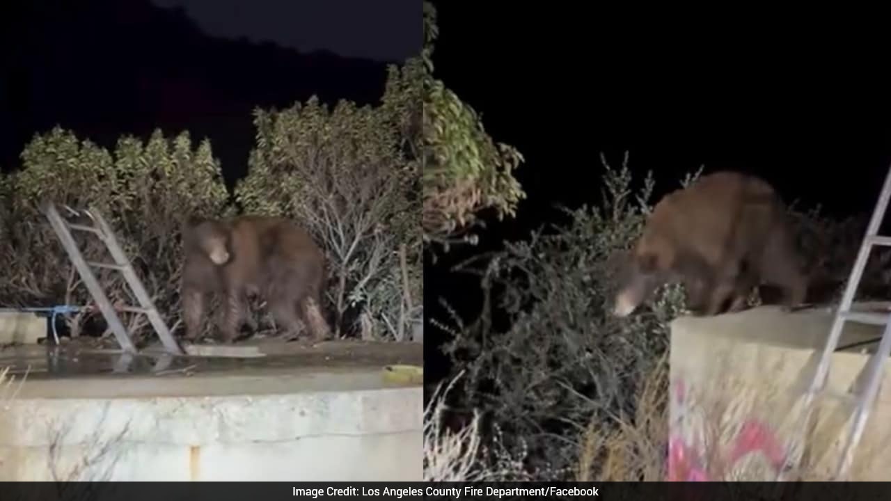 Bear And Three Cubs Rescued After Being Trapped For Hours In Water Tank In US