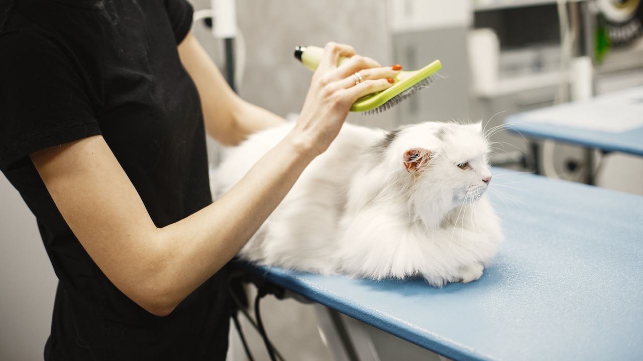 Why Some Fabrics Attract More Pet Hair: 10 Ways To Keep It Under Control Why Some Fabrics Attract More Pet Hair: 10 Ways To Keep It Under Control