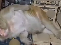 Monkey Enters Ranchi Liquor Shop, Downs Half A Bottle, Passes Out On Cartons
