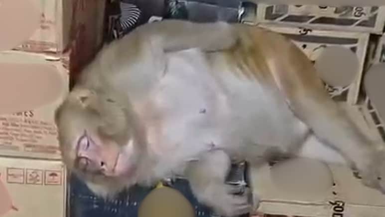 Monkey Enters Ranchi Liquor Shop, Downs Half A Bottle, Passes Out On Cartons