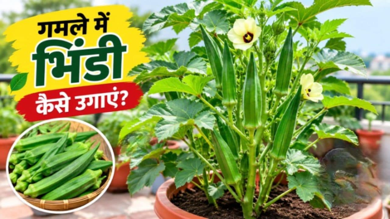 गमले में भिंडी कैसे उगाएं? गार्डनिंग एक्सपर्ट ने बताया मिट्टी में क्या डालने से पौधे में भर-भरकर आएंगी भिंडी