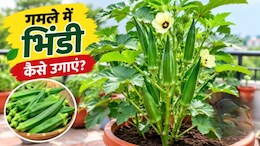 गमले में भिंडी कैसे उगाएं? गार्डनिंग एक्सपर्ट ने बताया मिट्टी में क्या डालने से पौधे में भर-भरकर आएंगी भिंडी