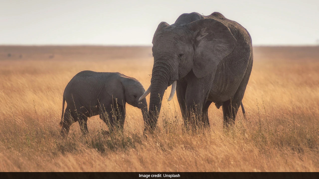 New Study Shows Wild Elephants Self-Medicate And Mix Medicinal "Smoothies" For Their Calves