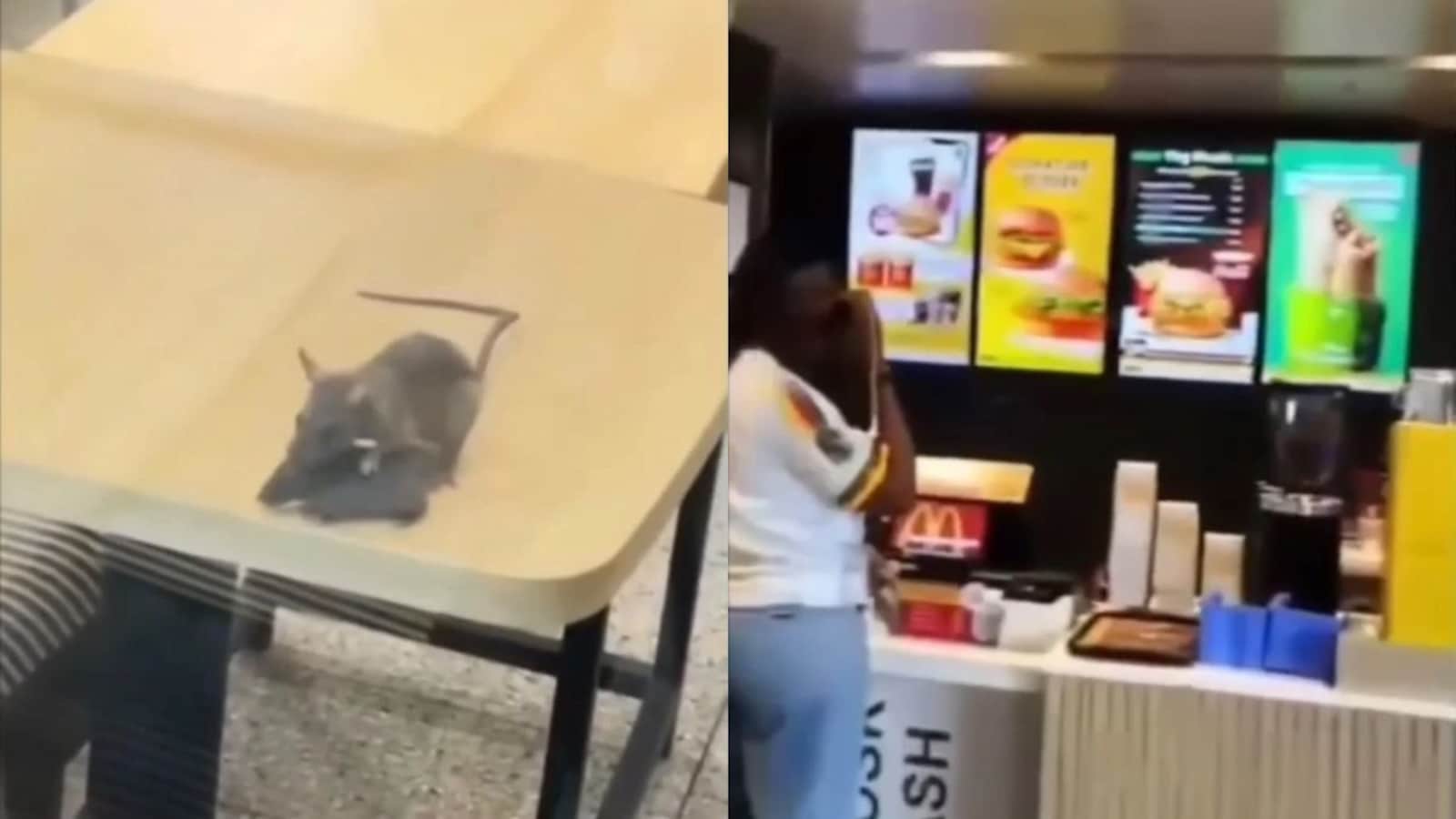 Rats Roaming Inside Rajkot McDonald's Outlet Prompt Civic Investigation
