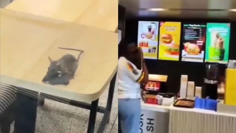 Watch: Rats Found Roaming On Tables, Chairs At McDonald's Outlet In Gujarat