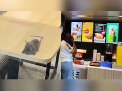 Video: Rats Found Roaming At McDonald's Outlet In Gujarat, Company Responds