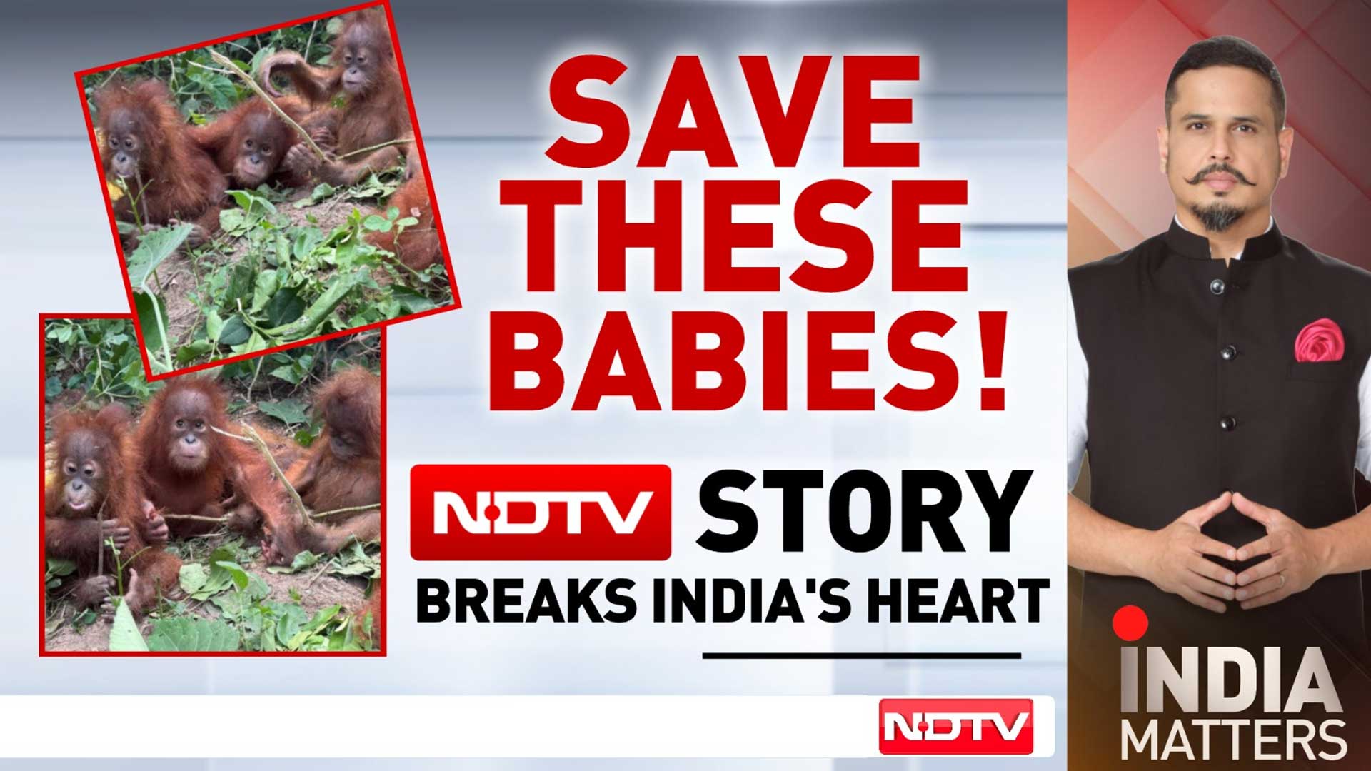 Five Baby Orangutans Abandoned: The Dark World Of Wildlife Smuggling
