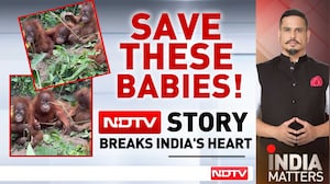 Five Baby Orangutans Abandoned: The Dark World Of Wildlife Smuggling