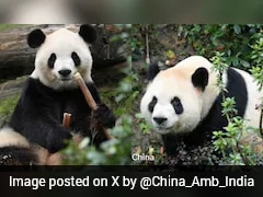 Ping Ping, Fu Shuang: 2 Giant Pandas From China Arrive In US