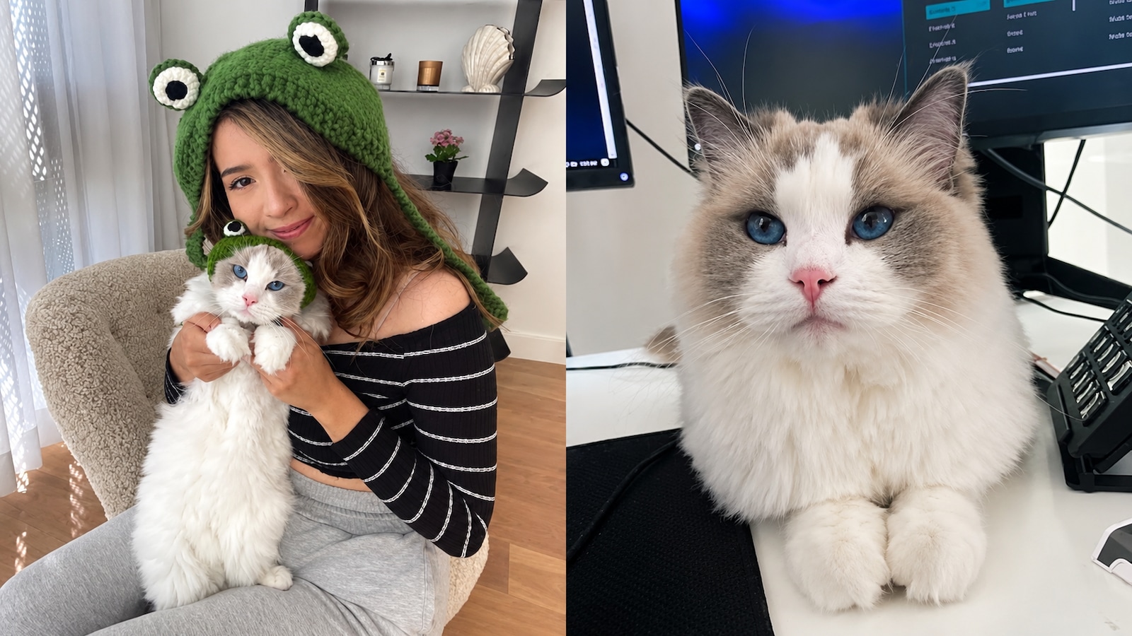 "Cleaners Opened The Door": Pokimane Gives New Details On Cat Mimi’s Death After Tragic Accident