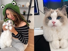 Pokimane Gives New Details On Cat Mimis Death After Tragic Accident