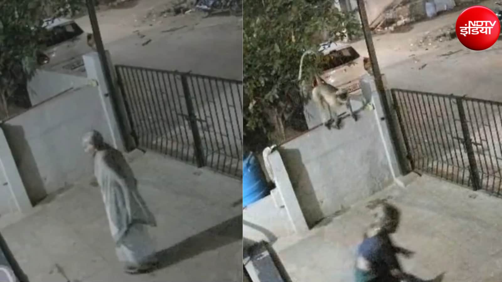 लंगूर का धक्का लगते ही गिरी बुजुर्ग महिला, Video में देखिए फिर क्या हुआ
