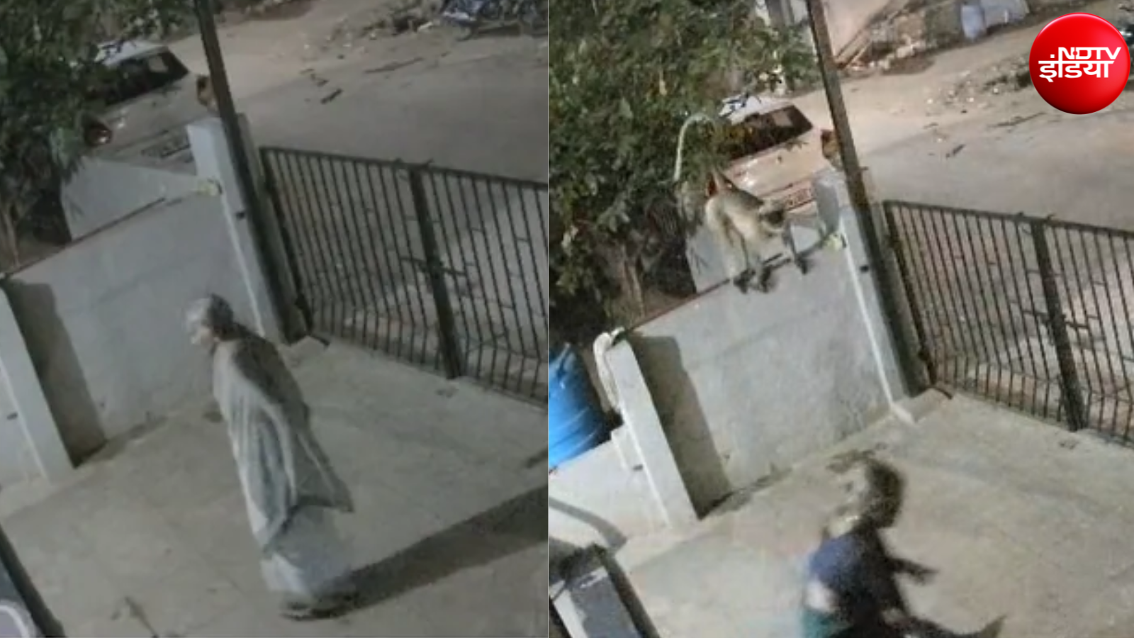 लंगूर का धक्का लगते ही गिरी बुजुर्ग महिला, Video में देखिए फिर क्या हुआ