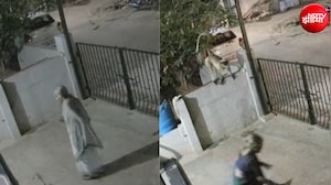 लंगूर का धक्का लगते ही गिरी बुजुर्ग महिला, Video में देखिए फिर क्या हुआ