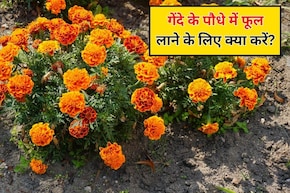 फूलों से लद जाएगा गेंदा का पौधा, गार्डिंग एक्सपर्ट ने बताया गेंदे के पौधे में फूल लाने के लिए क्या करें