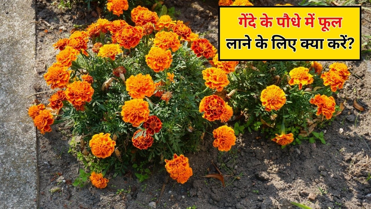 फूलों से लद जाएगा गेंदा का पौधा, गार्डिंग एक्सपर्ट ने बताया गेंदे के पौधे में फूल लाने के लिए क्या करें