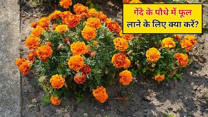 फूलों से लद जाएगा गेंदा का पौधा, गार्डिंग एक्सपर्ट ने बताया गेंदे के पौधे में फूल लाने के लिए क्या करें