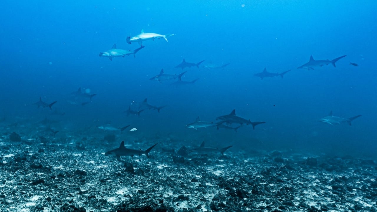 Warming ocean can impact marine life. Warming ocean can impact marine life.