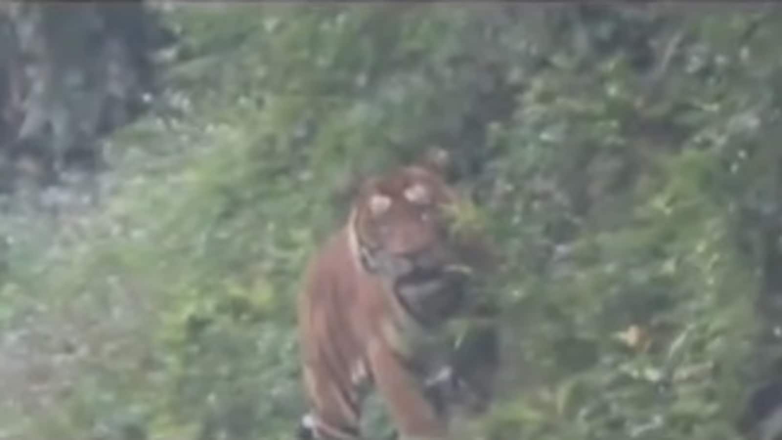 Two-Wheeler Ban Imposed on Arunachal Road After Tiger Sighting