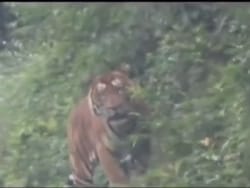 Video: Royal Bengal Tiger Spotted Along Arunachal Road, 2-Wheelers Banned On 4-km Stretch