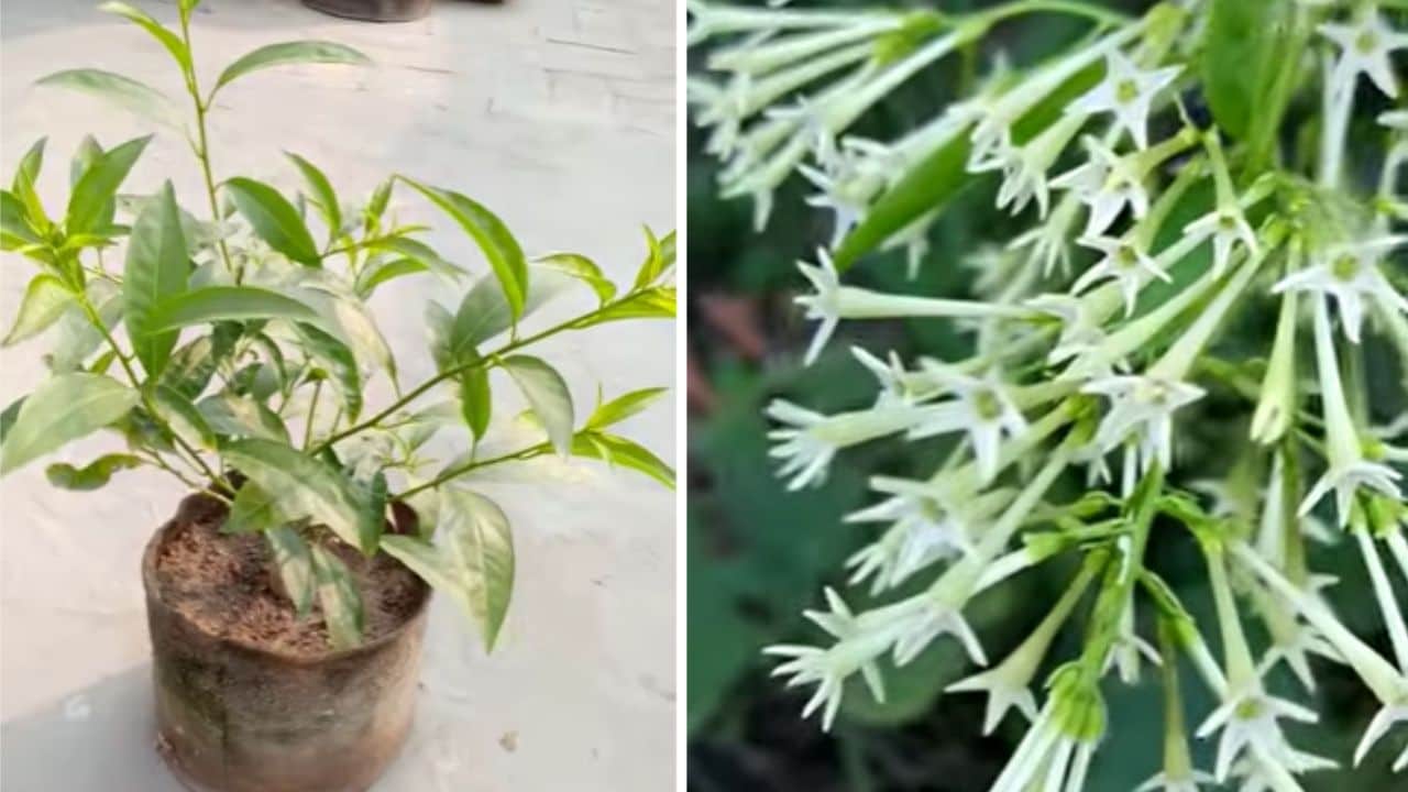 गमले में रात की रानी के फूल कैसे उगाएं? घर पर रातरानी का पौधा लगाने का आसान तरीका