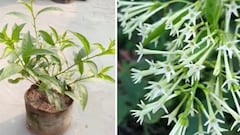 गमले में रात की रानी के फूल कैसे उगाएं? घर पर रातरानी का पौधा लगाने का आसान तरीका