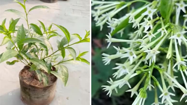 गमले में रात की रानी के फूल कैसे उगाएं? घर पर रातरानी का पौधा लगाने का आसान तरीका