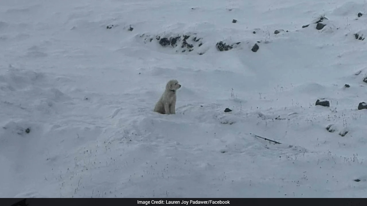 Dog Lost In Alaska Avalanche Found Alive After 50 Hours Thanks To Apple AirTag