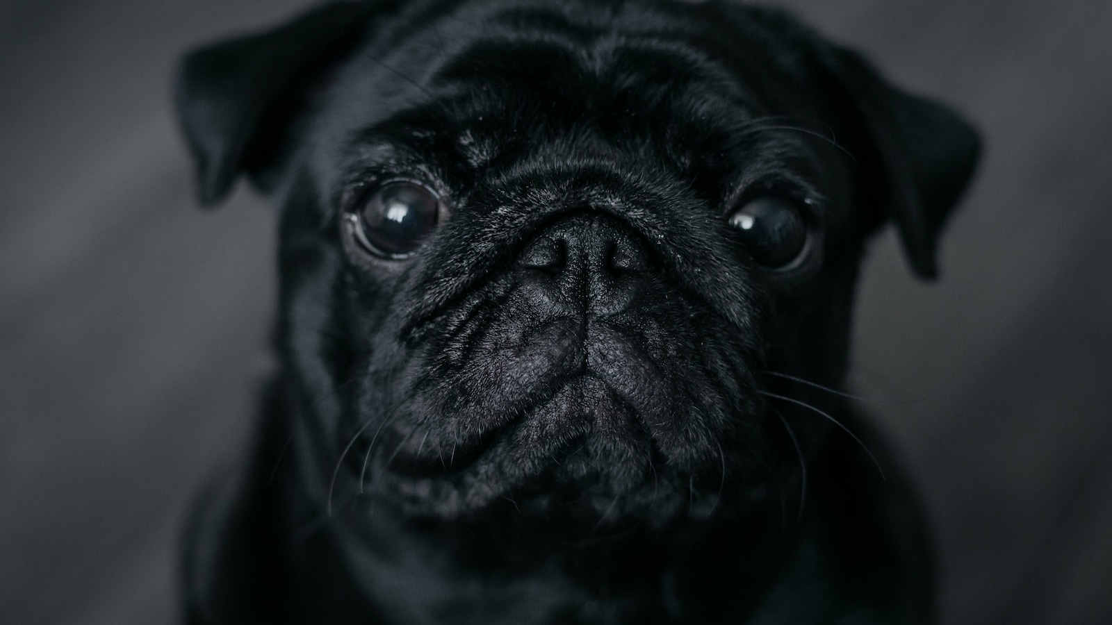 Georgia Family Finds Pug Alive After Scheduled Euthanasia, Dog Later Euthanized by Clinic