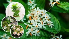 हरसिंगार के पौधे की देखभाल कैसे करें? फूल खिलाने के लिए अपनाएं ये तरीके, जानिए...