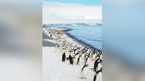 Cancer-Stricken Woman Spends Savings On Antarctica Trip, Finds Tumour Shrunk