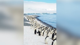 Chinese Woman Spends Life Savings In Antarctica After Cancer Diagnosis, Finds Tumour Has Shrunk Post Trip
