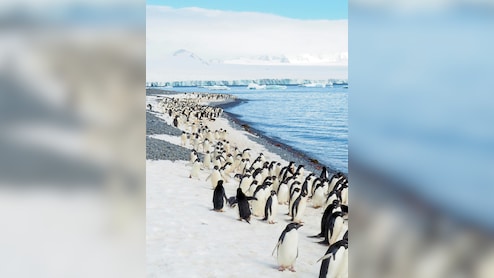 Chinese Woman Spends Life Savings In Antarctica After Cancer Diagnosis, Finds Tumour Has Shrunk Post Trip